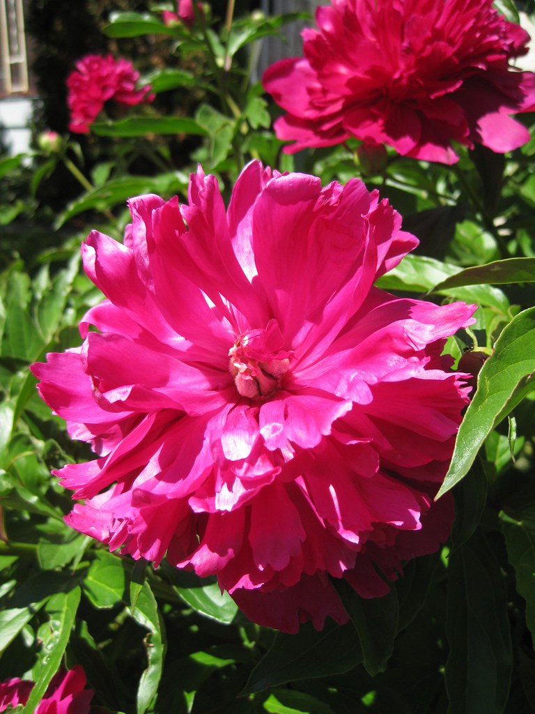 Peonies Peony in my neighbour's yard. noricum Flickr