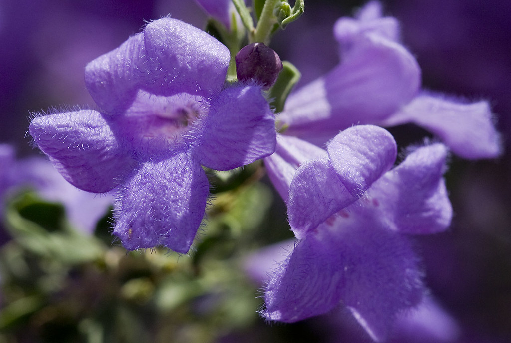 Chihuahua sage (Leucophyllum laevigatum) This