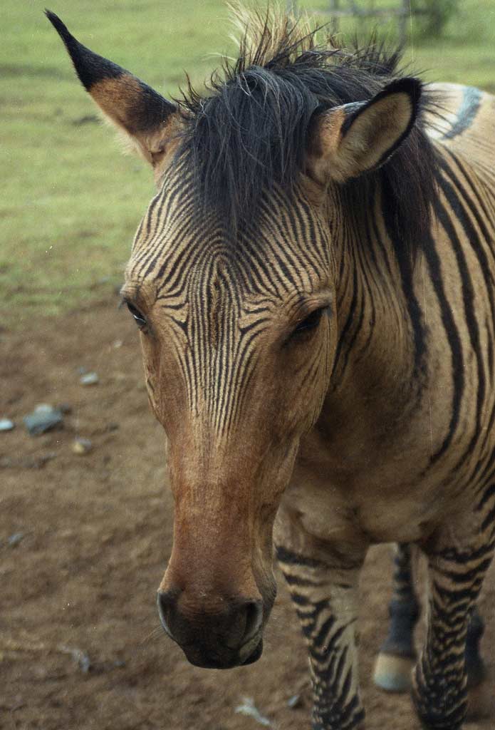 zebroid 2 Zebroid or zorse, a horsezebra hybrid. Mount Ke… Flickr