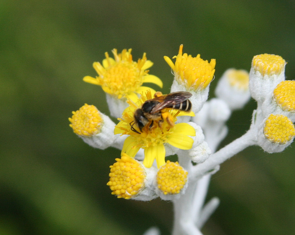 Bee on Dusty Miller II Chris Capehart Flickr