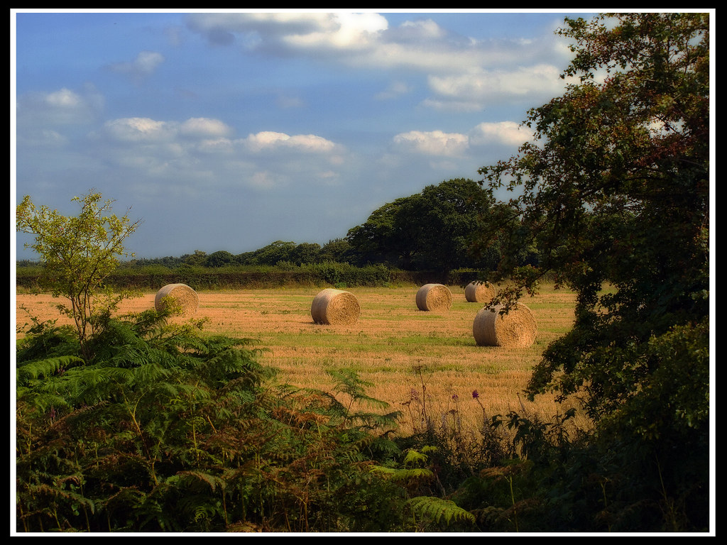 Harvest Time Fields at harvest time. Taken at Holt, Norfol… Gerry