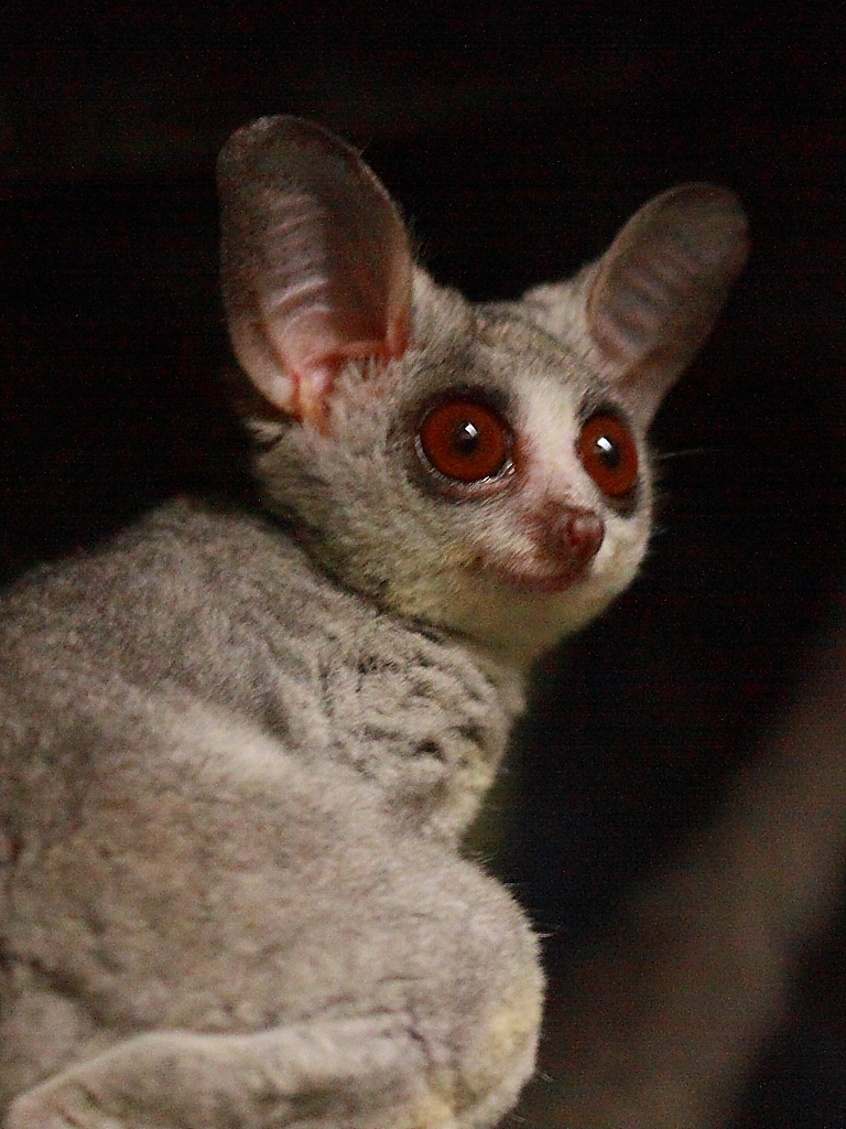 MoholiGalago / Mohol Bushbaby (Galago moholi) Zoo Frankfu… Flickr