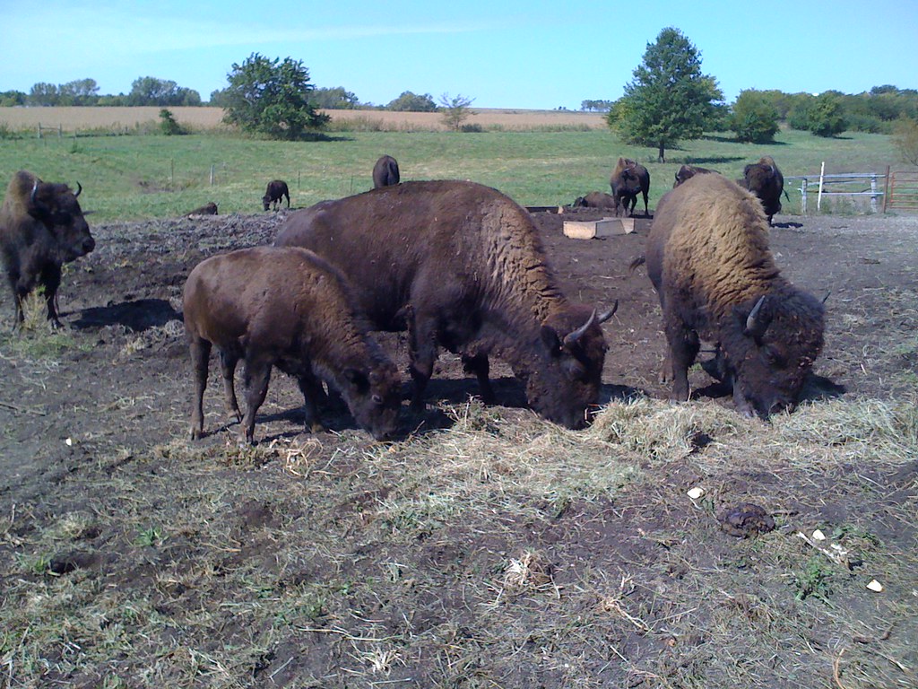 more bison 2 kaw valley farm tour 09 kansas bison jon allen Flickr