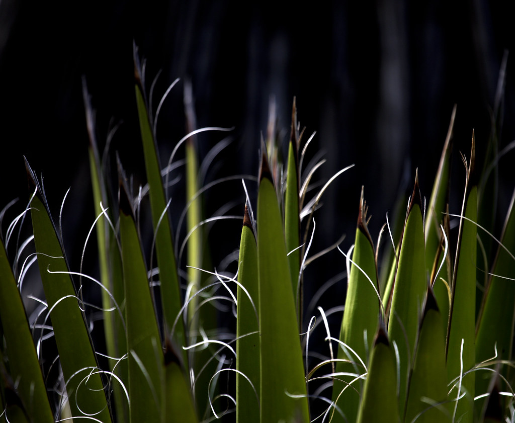 midnight at the oasis uc berkeley botanical garden Flickr