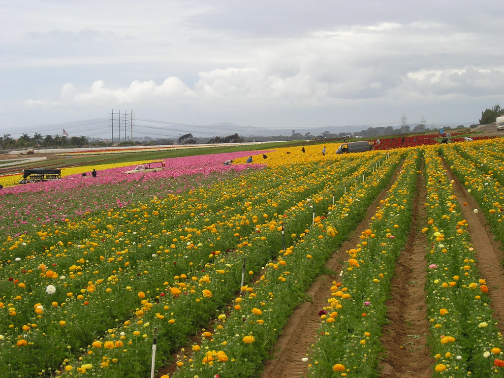 Flower Farm Carlsbad, California Wayne Daniels Flickr