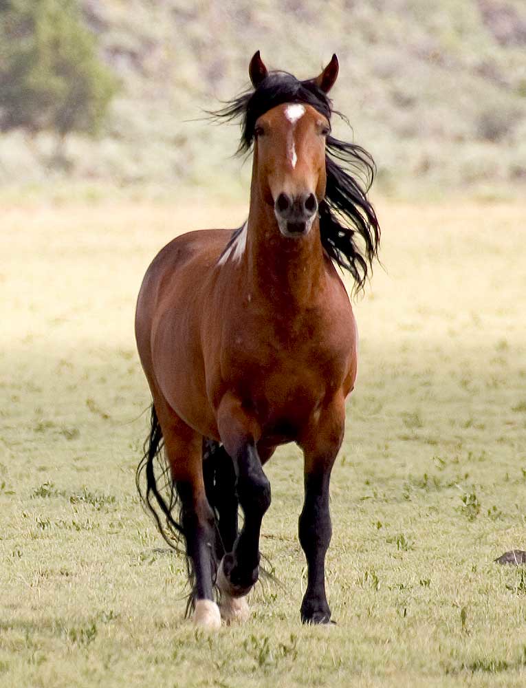 Wild Horse Wild Horse in Northern Nevada. Dan O'Day Flickr