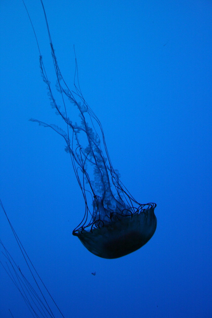 Jelly Jellyfish display at the Boston Aquarium. fourtaylor Flickr