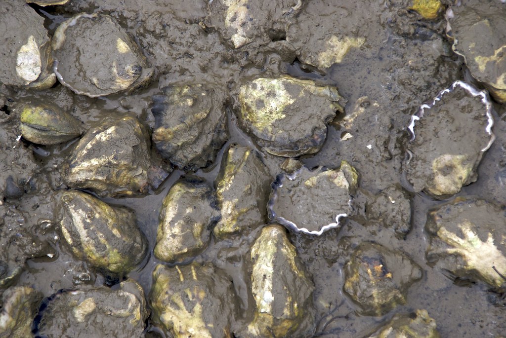 Kumamoto Oyster Bed Taylor Shellfish Farms Jon Rowley Flickr
