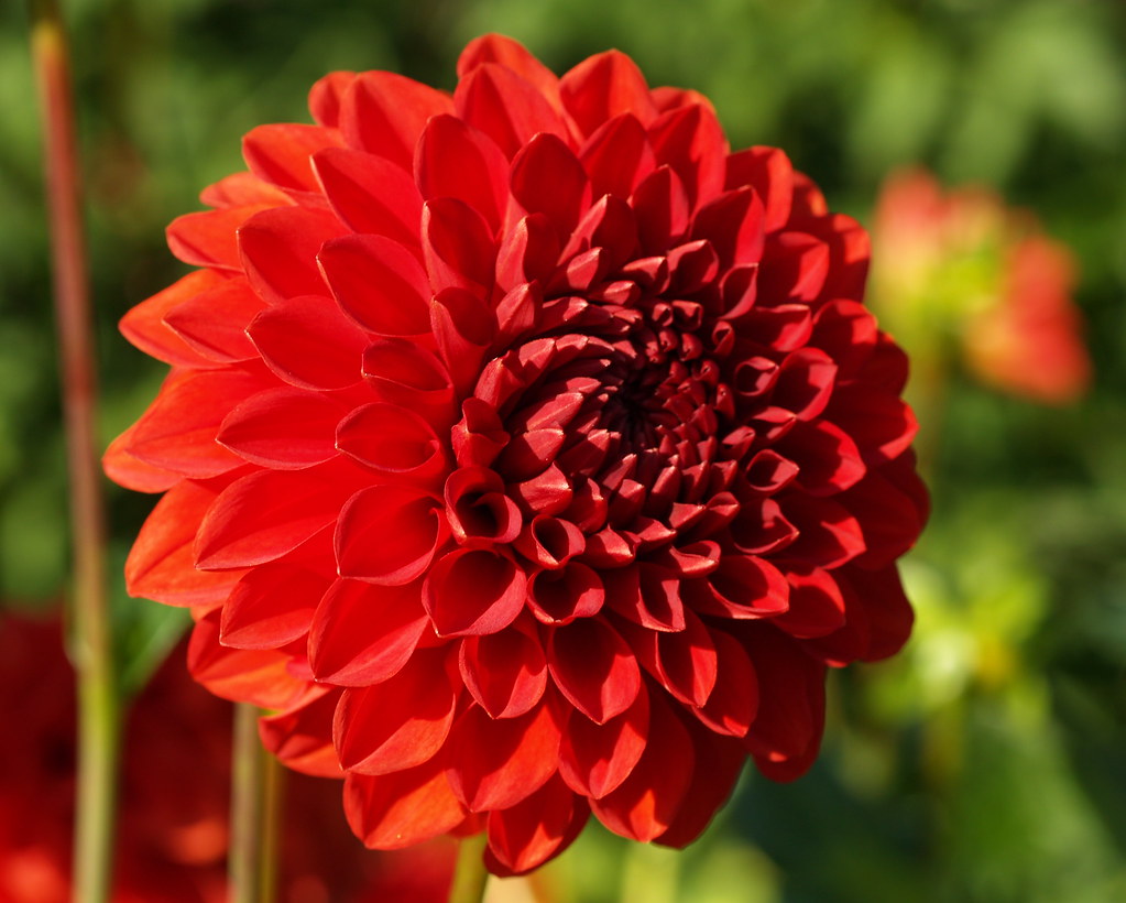 P9126132 Audrey Grace Connell's Dahlias WA Jeff Hopper