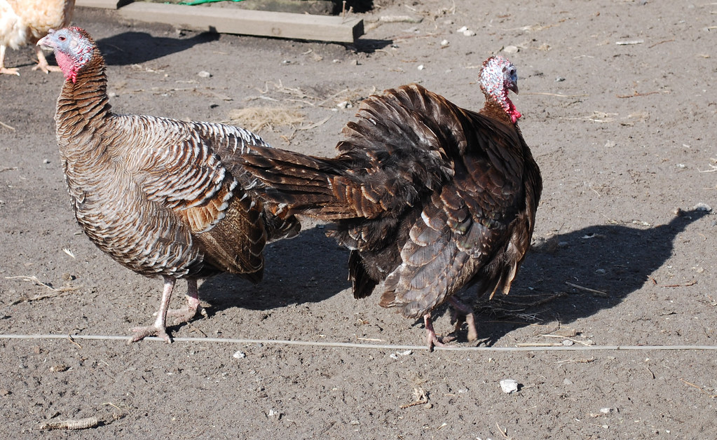 Pava y pavo rsaezn Flickr