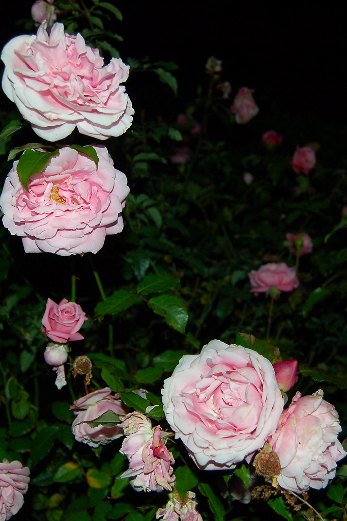 Belinda's Dream Rose Bush a little closer. Inhale the wond… Flickr