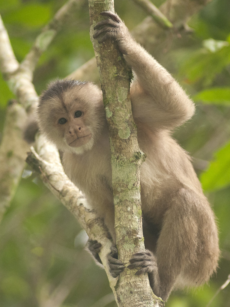 Whitefronted Capuchin (Cebus albifrons), Yasuni National … Flickr