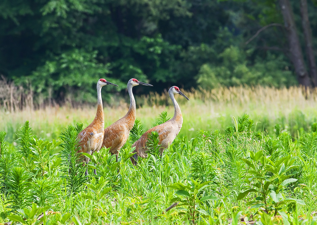 Sandhill Cranes (Grus canadensis) Steuben County, Indiana … Flickr