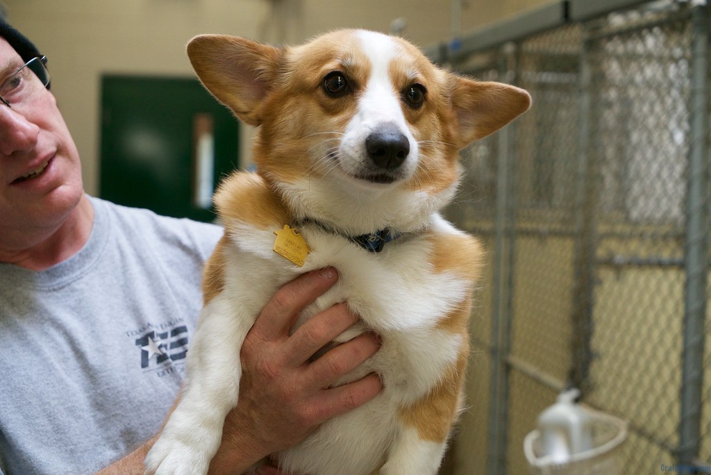 DSC07503 Animal Inn of Frederick Warm Hearts For Cold No… Flickr