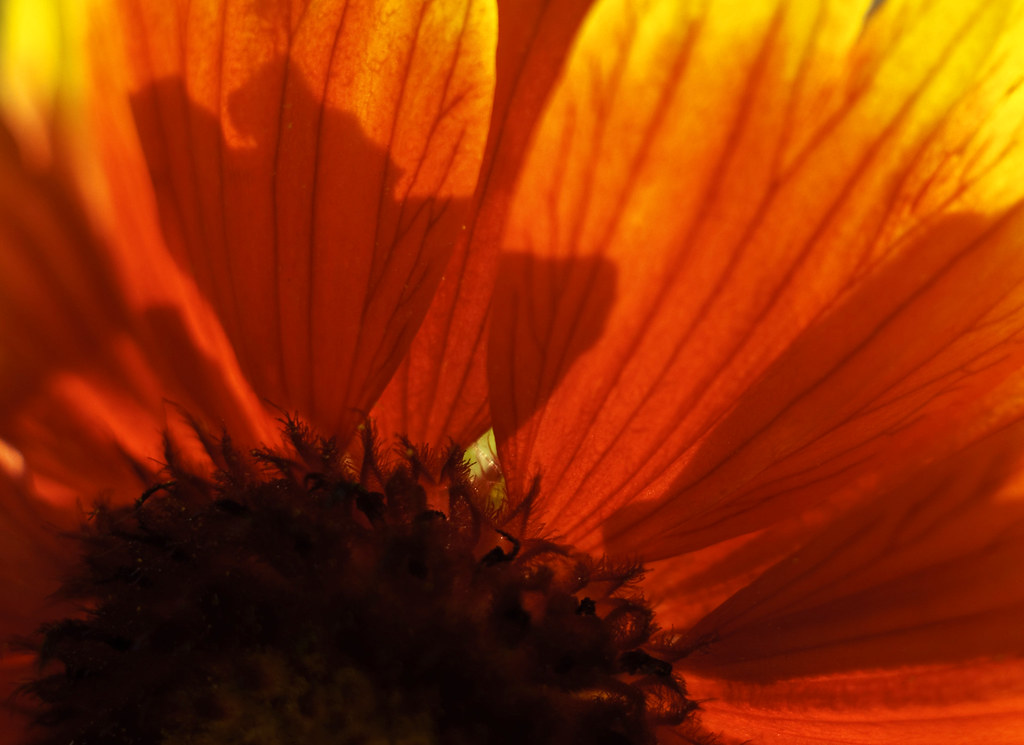 Red Fire Flower Erich Harvey Flickr