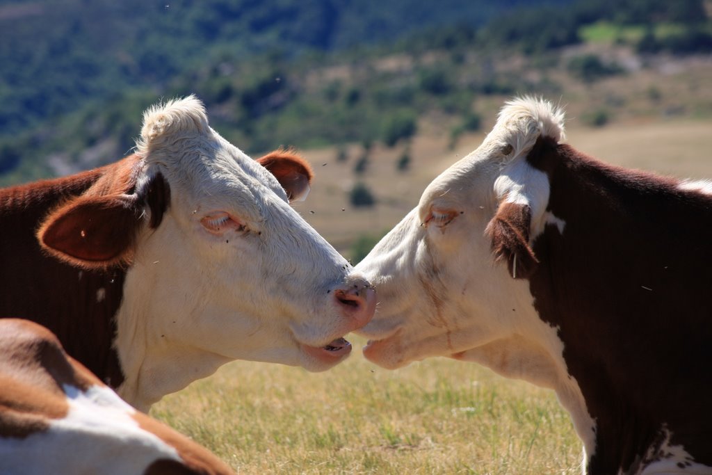 Photo insolite L'amour Vache (Lozère, Cévennes) Photo pr… Flickr
