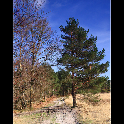 A forest path, Chelwood Gate, Ashdown Forest One of my fav… Flickr