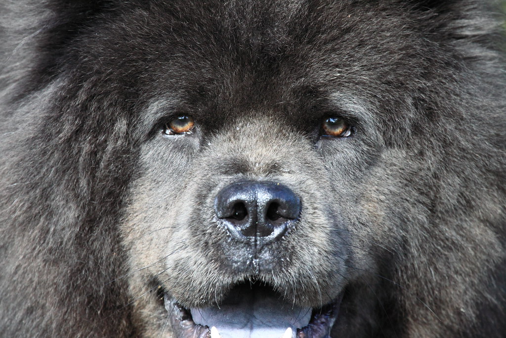 Gray Chow Cool dog, but all the flycatchers took off. I