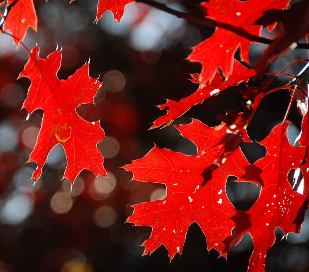 okey dokey fall2.0 "what this 'okey dokey' mean?" my … Flickr