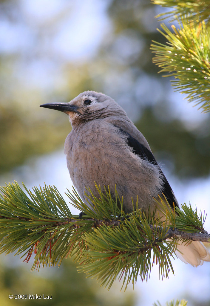Nutcracker Bird Sulphur Mountain, Banff Canada mlau1234 Flickr