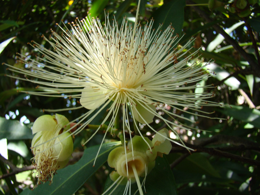 Jambo Rose Apple flowers "Syzygium jambos" Southest Asia… Flickr