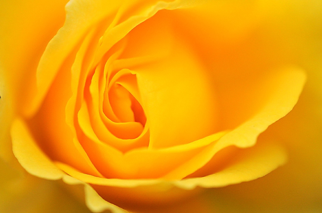Rose 'Gold Bunny' raised in France naruo0720 Flickr