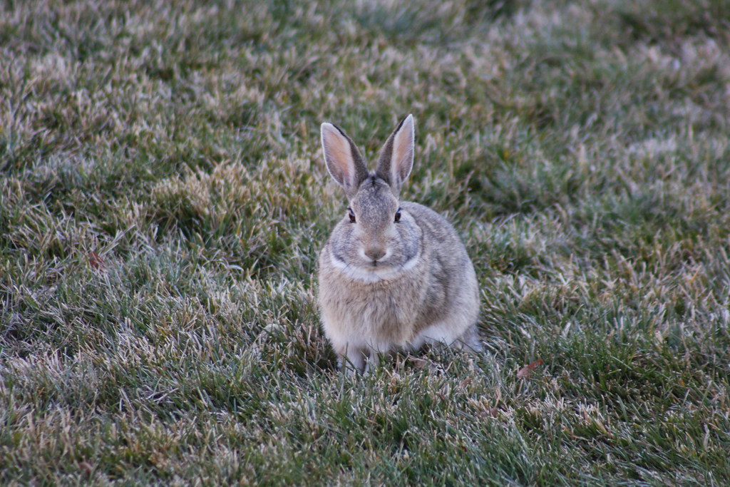 Wild Rabbit Rabbit in the back yard. William Andrus Flickr