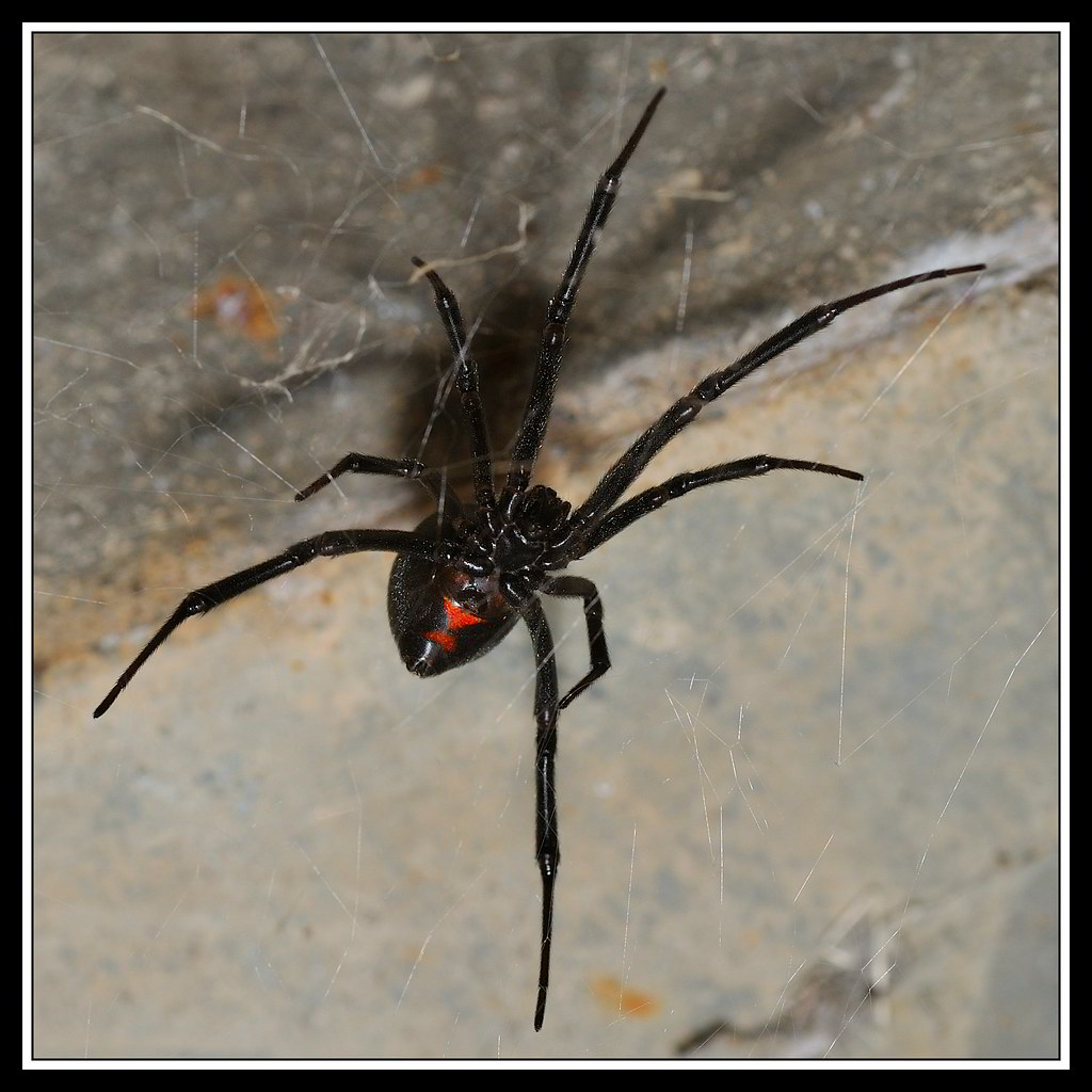 Black Widow Spider There are many black widow spiders arou… Flickr