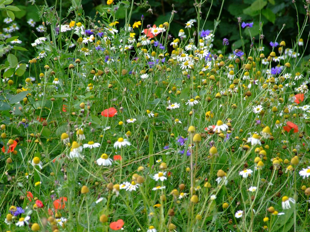 Wild flowers June Flickr