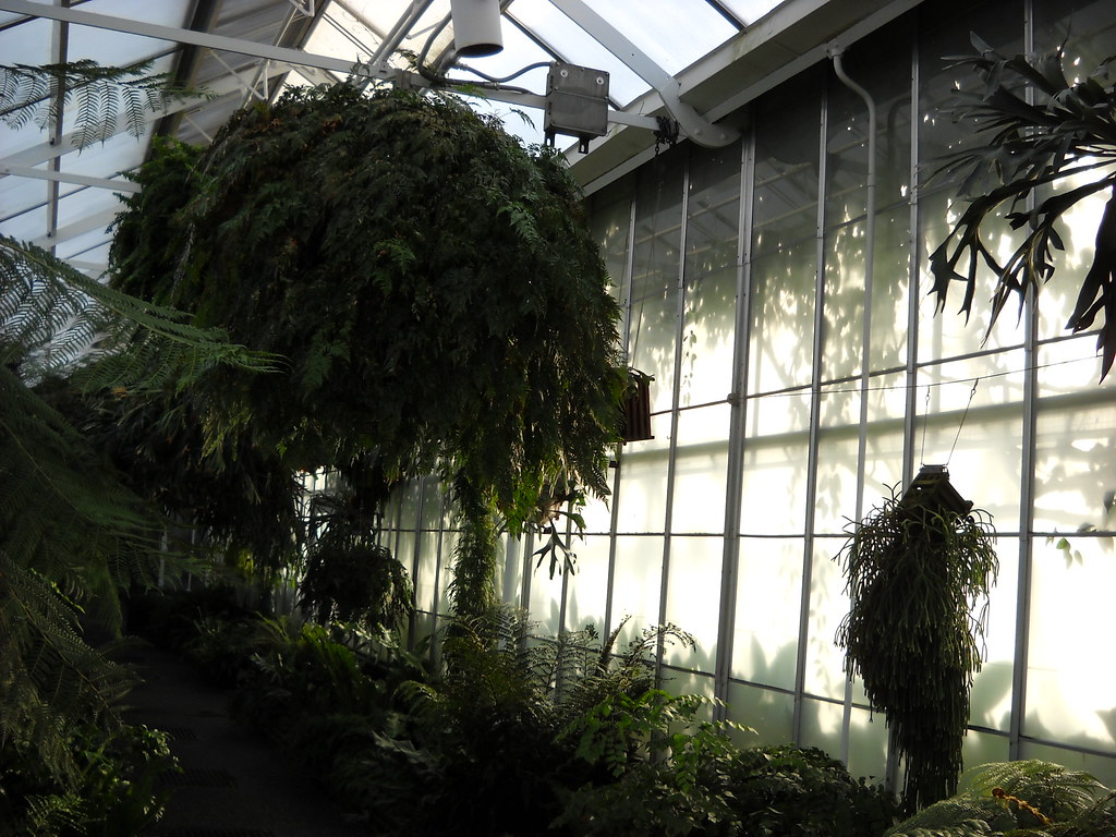 Longwood November 2009 122 daisyshapes Flickr