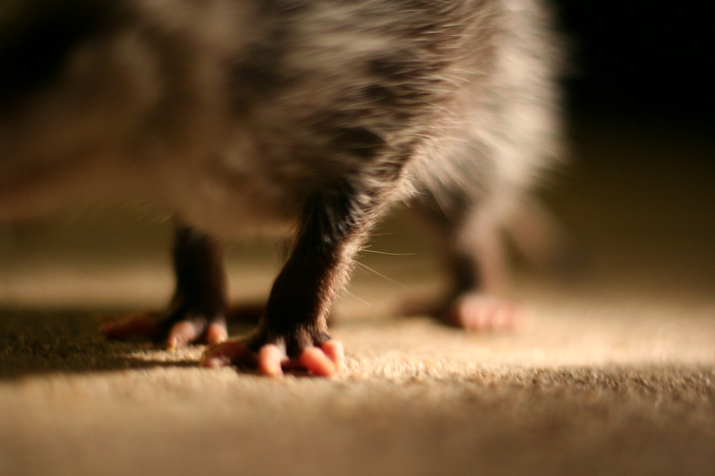 Possum feet Matthew Flickr