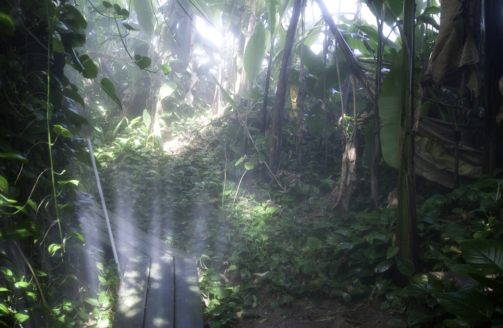 tropical rainforest biome inside Biosphere 2, Oracle, Ariz… Flickr