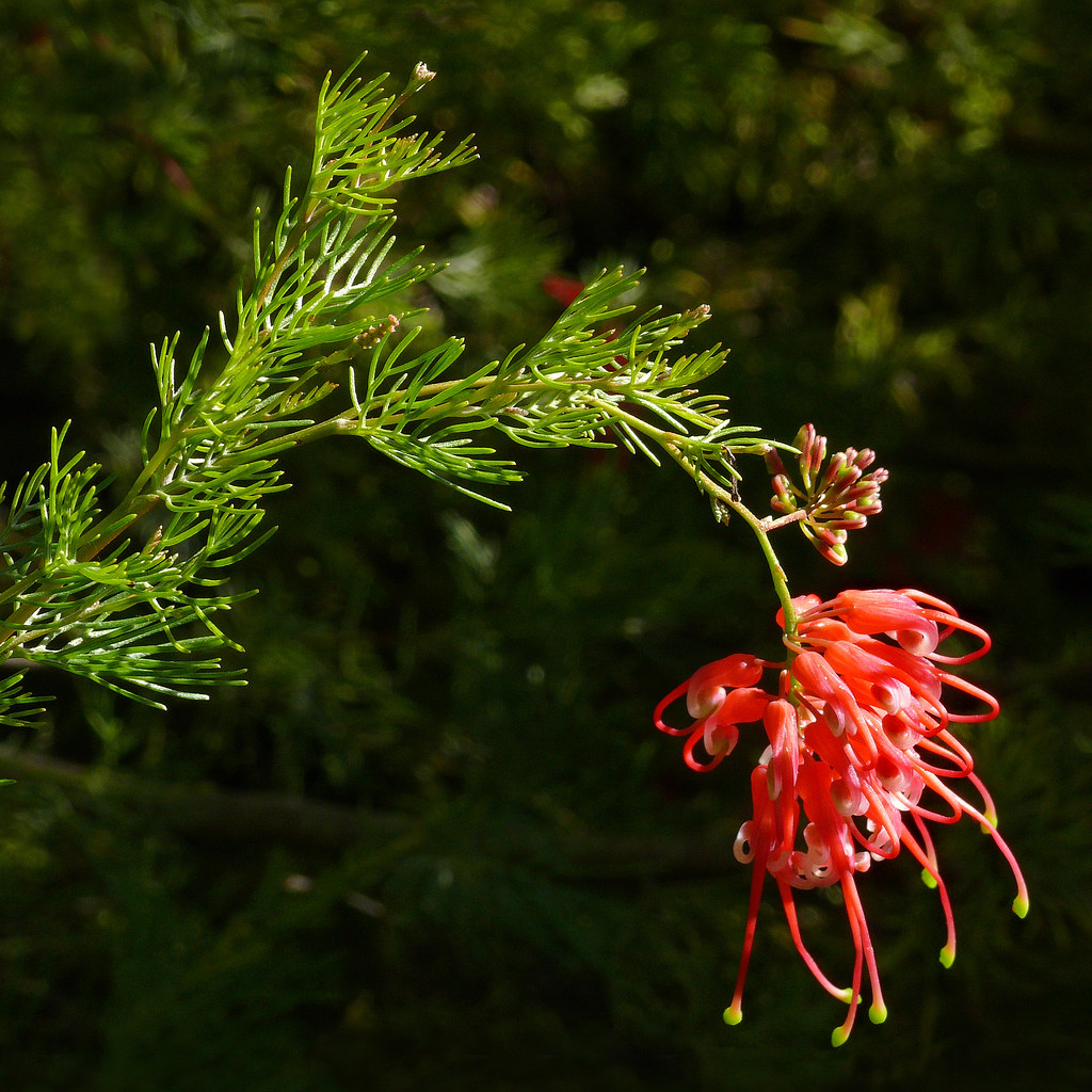 Grevillea fililoba 1 Best viewed large size Proteaceae … Flickr