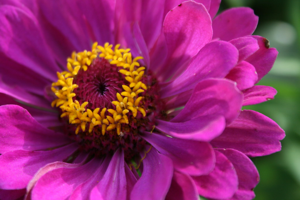 20080705_0074 More flower shots from our garden See where … Flickr