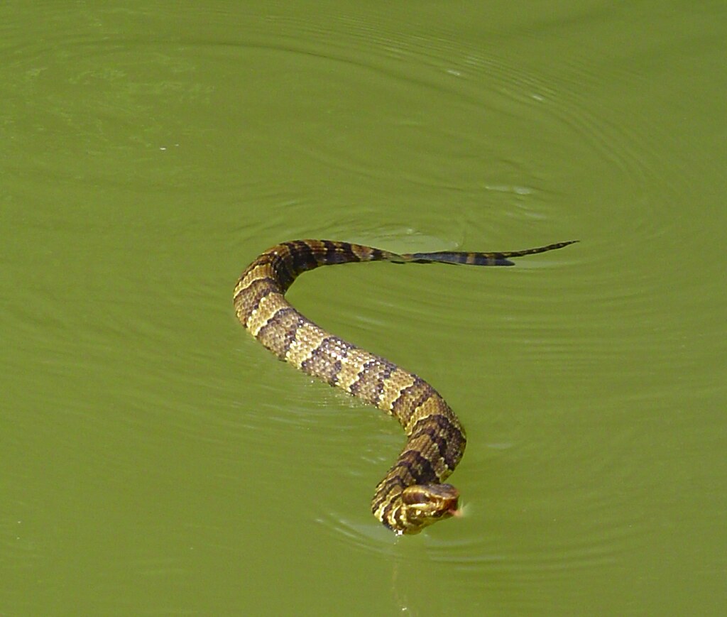 watersnake A snake (potentially a cottonmouth) photographe… Flickr