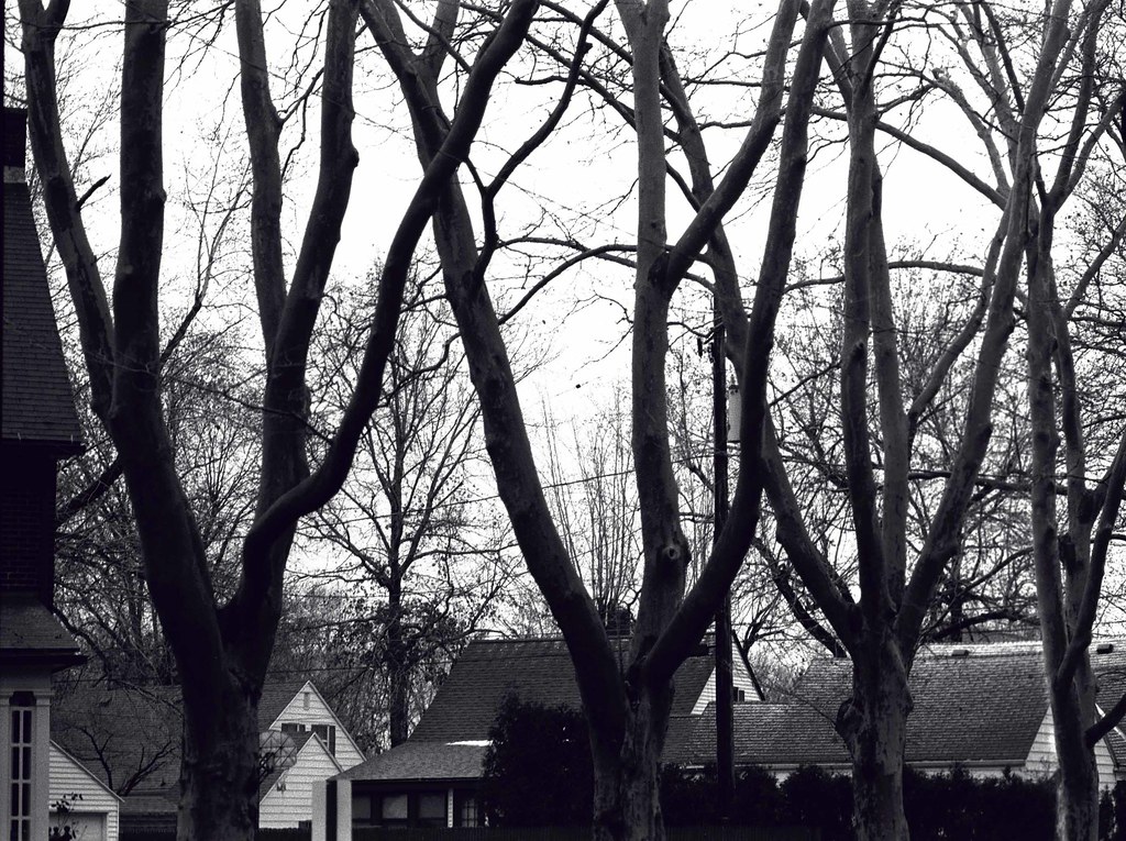 erie trees Stacey Sanner Flickr