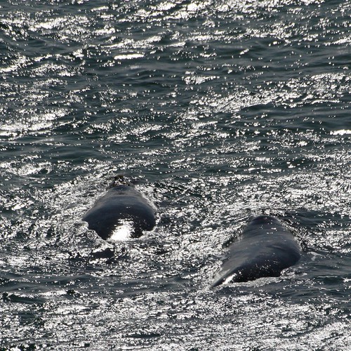 Southern right whales mating Like other right whales
