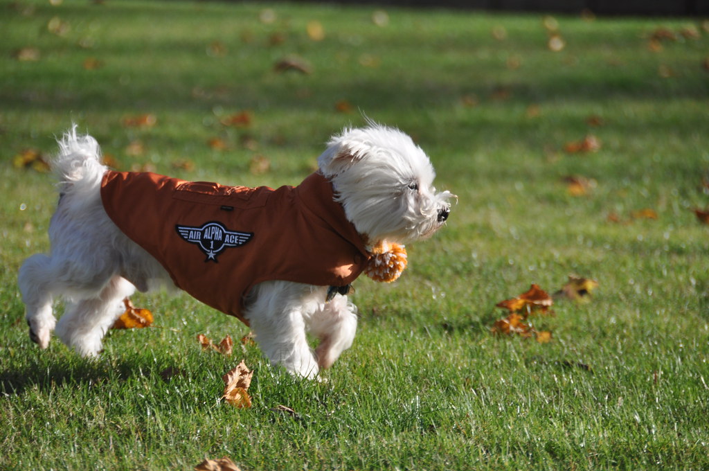 110709 Dogs in Dublin Flickr