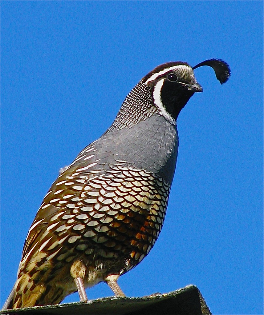 California Valley Quail The Valley Quail is the State Bird… Flickr