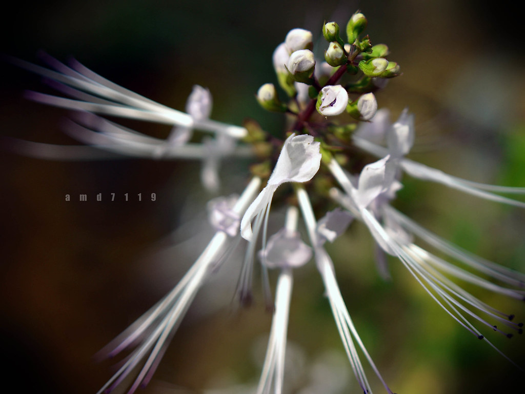Misai kuching FlowerOrthosiphon stamineus Pokok Misai Kuc… Flickr