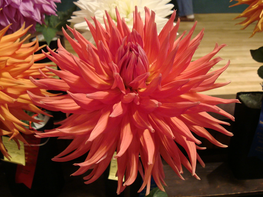 ADS National Show 2009 Dahlia 'Wyn's King Salmon' Flickr