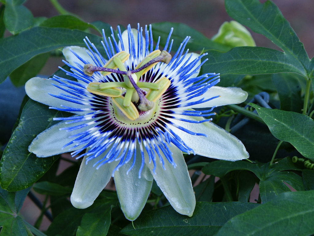 Passion Flower Texas Exposur Flickr