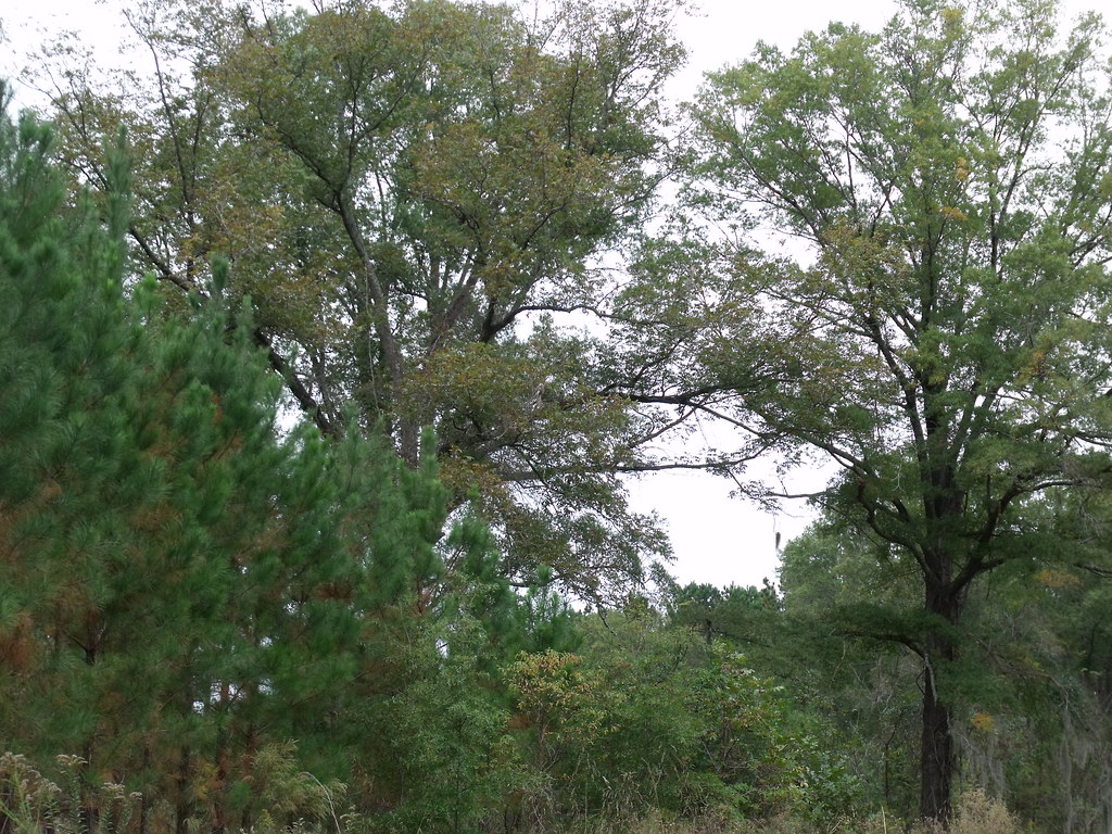 Oaky Woods WMA JENO Flickr