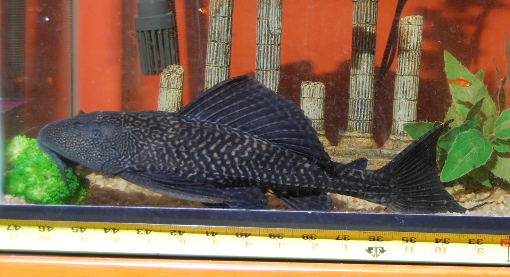 pleco eating 2 20091128 When excited (good or bad), all th… Flickr
