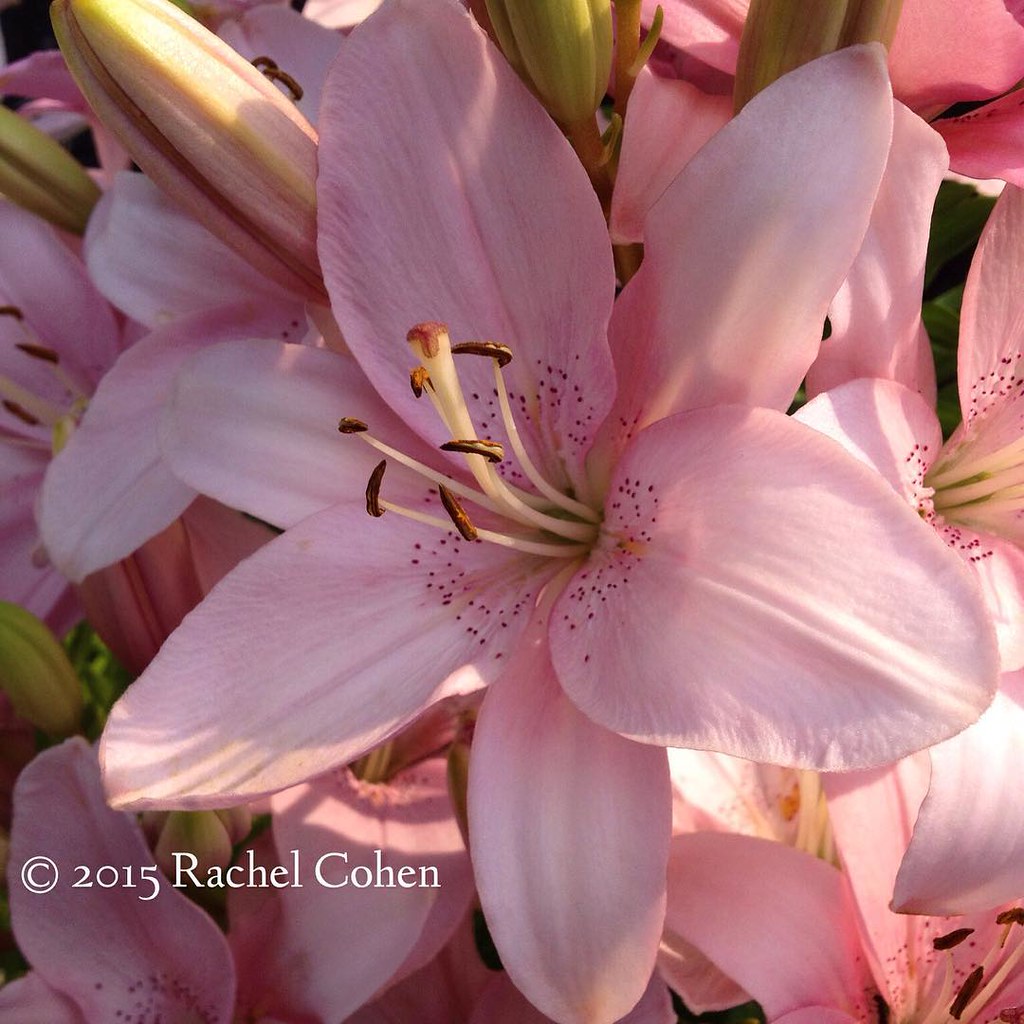 Ohhhh, these lilies have a wonderful scent! Lovely light p… Flickr