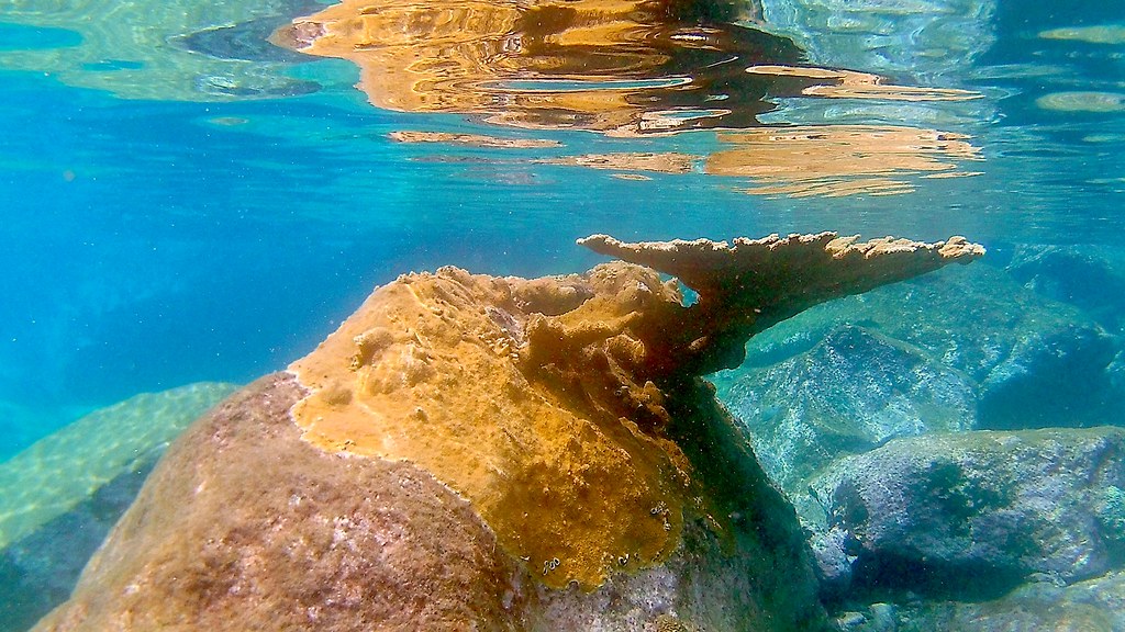 Famous Elk Horn Coral.. .very close to the water surfac… Flickr