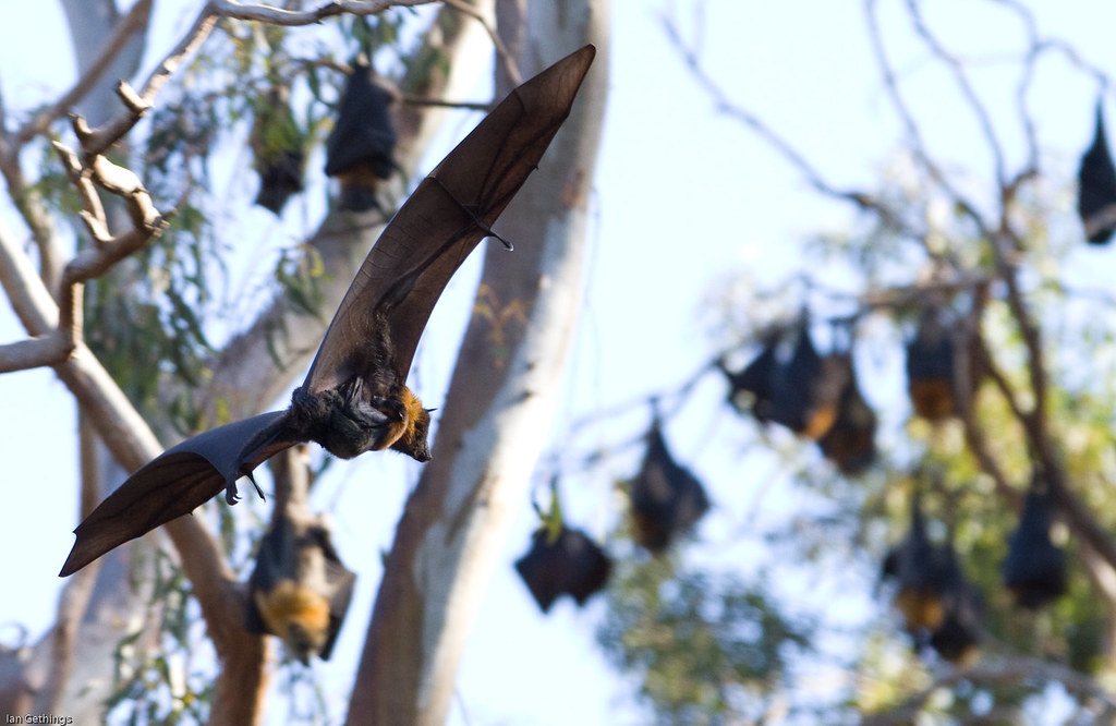 Fruit Bat Yarra Bend Park, Melbourne Ian Gethings Flickr