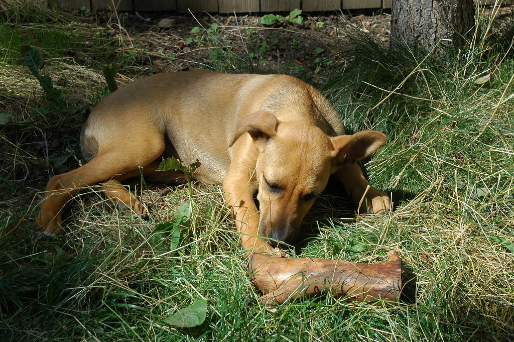 Rose and Apple wood log, Broadview neighborhood, Seattle, … Flickr