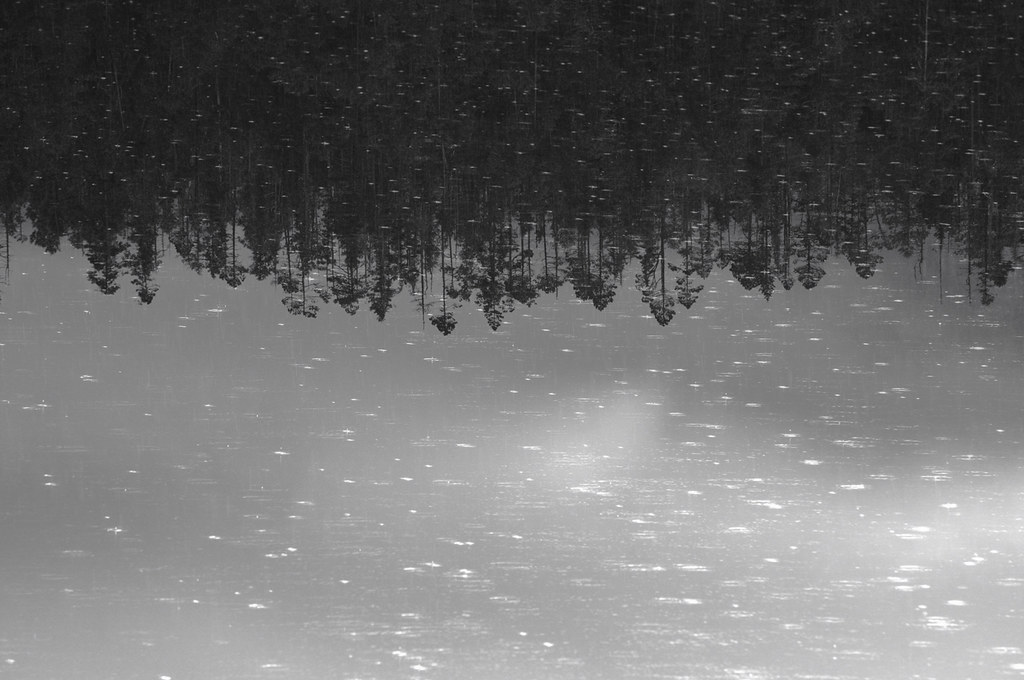 rain forest reflection Ellerslie Lake, 2009 Tim Ennis Flickr