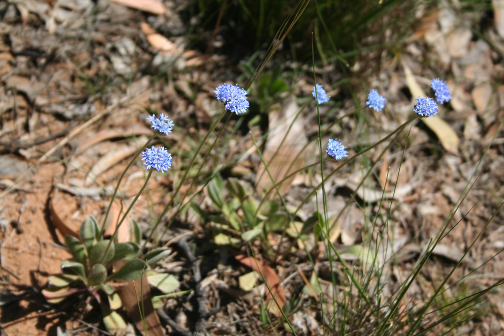 20091115_4818 Blue Pincushion plants Brunonia australis Flickr